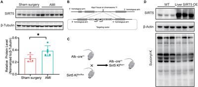 Cardioprotective Role of SIRT5 in Response to Acute Ischemia Through a Novel Liver-Cardiac Crosstalk Mechanism